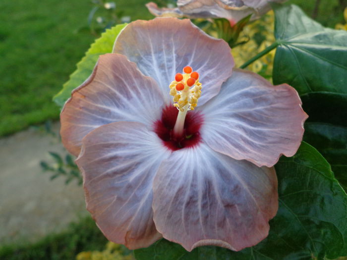 DSC01237 - HIBISCUS LAGUNA STARLIGHT