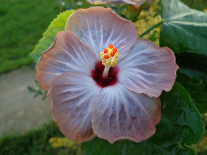 DSC01238 - HIBISCUS LAGUNA STARLIGHT