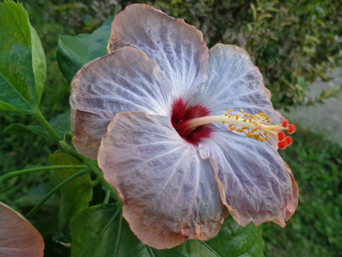 DSC01248 - HIBISCUS LAGUNA STARLIGHT