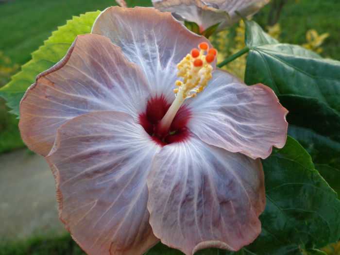 DSC01239 - HIBISCUS LAGUNA STARLIGHT