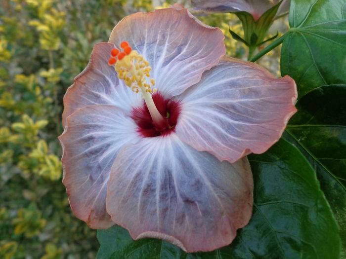 DSC01235 - HIBISCUS LAGUNA STARLIGHT