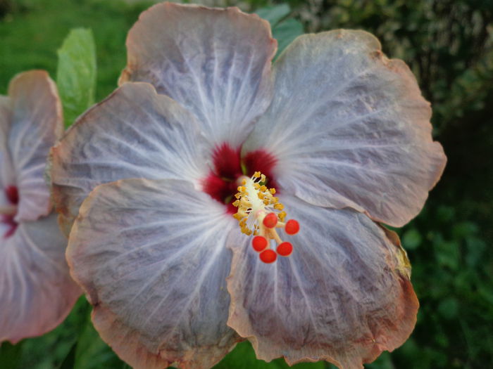 DSC01246 - HIBISCUS LAGUNA STARLIGHT