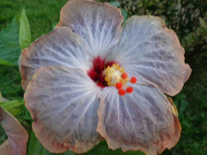 DSC01247 - HIBISCUS LAGUNA STARLIGHT