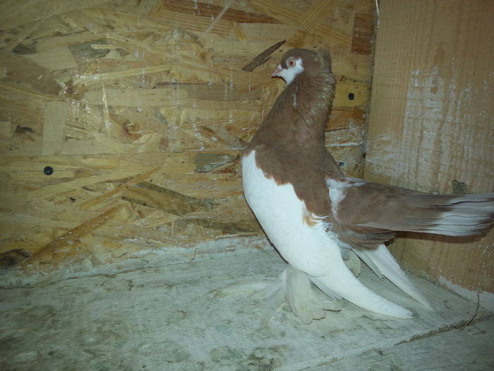 ( F ) EE B127 (2014)