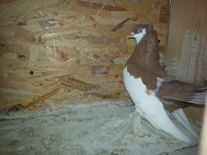 (F) EE B127 (2014) - WOLGA