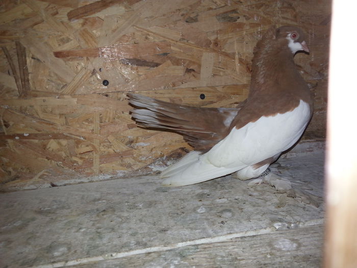 (F) EE B124 ( 2014 )