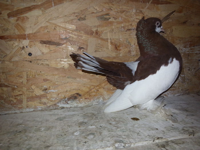 (M) EE B113 ( 2014 )