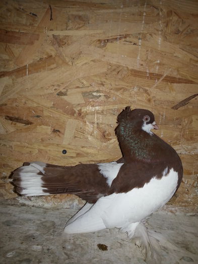 (M) EE B113 ( 2014) - WOLGA