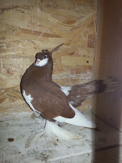 ( M ) EE B110 (2014)