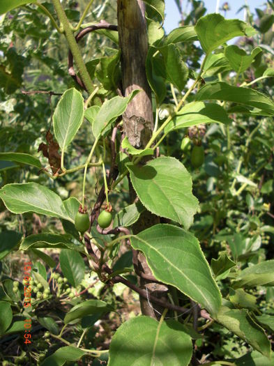 kiwi in iunie