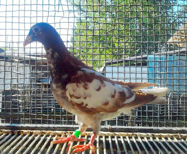 Fotografie2325 - Meulemansi