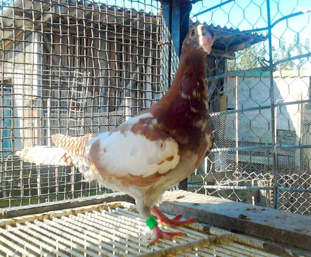 Fotografie2330 - Meulemansi