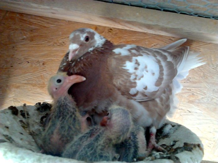 Fotografie3280 - Meulemansi