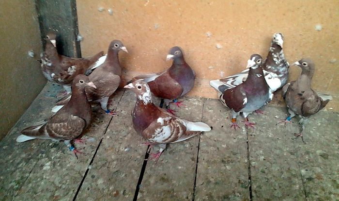 Fotografie3372 - Meulemansi