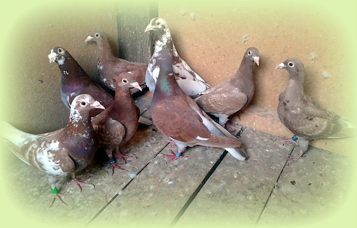 Fotografie3374 - Meulemansi