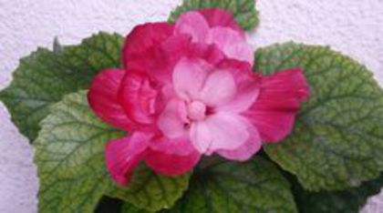 Pink Bouquet