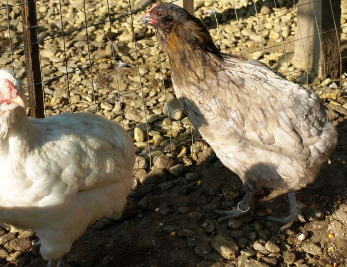 P1013422 - Araucana Octombrie 2015