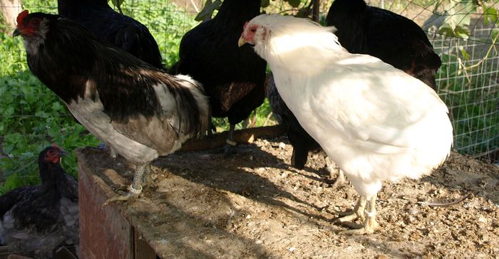 P1013345 - Araucana Octombrie 2015