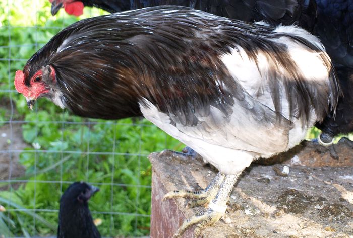 P1013347 - Araucana Octombrie 2015