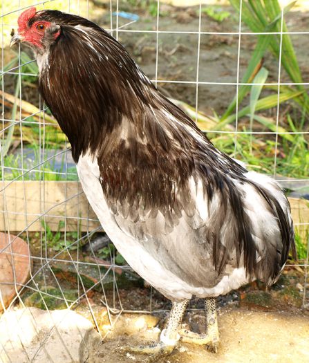 P1013353 - Araucana Octombrie 2015