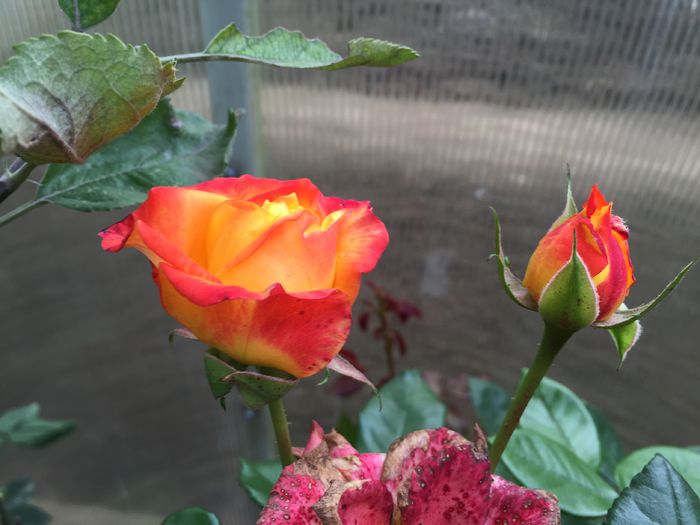 image - TRANDAFIRI 2015_2016