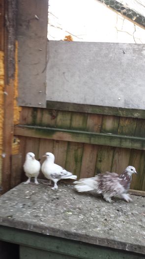 20150317_090459 - Pasari
