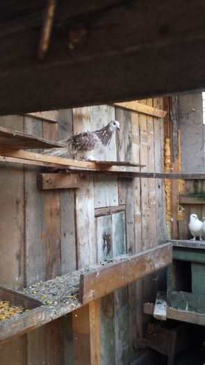 20150317_090436 - Pasari