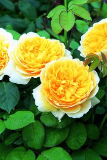 charlotte-auspoly 90-185 - Colectie trandafiri