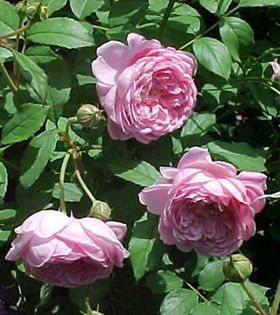 alan titchmarsh 120