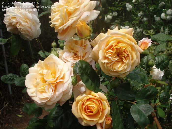 charles austin 120-185 - Colectie trandafiri