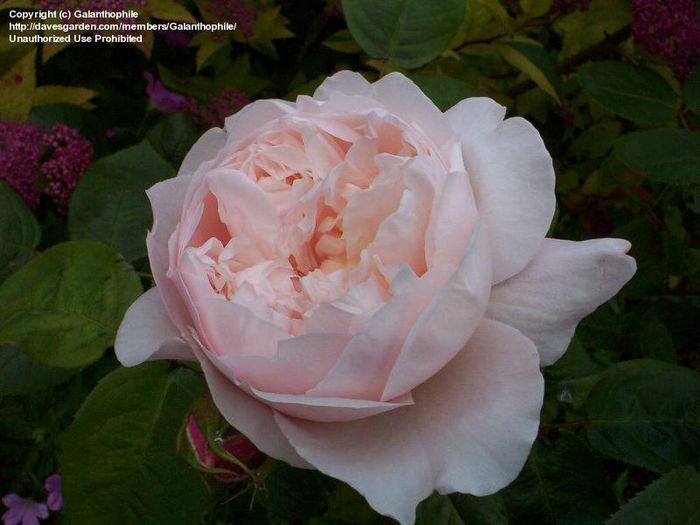 claire rose-120-245 - Colectie trandafiri