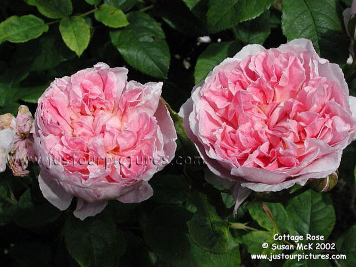 cottage rose 90-150 - Colectie trandafiri
