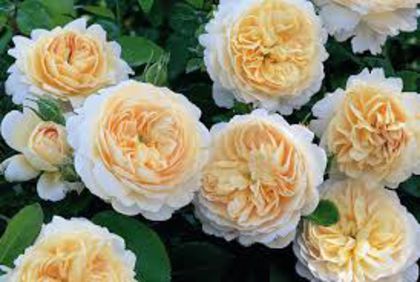 crocus rose 90-120
