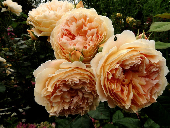 crown princess margareta 120-185 - Colectie trandafiri