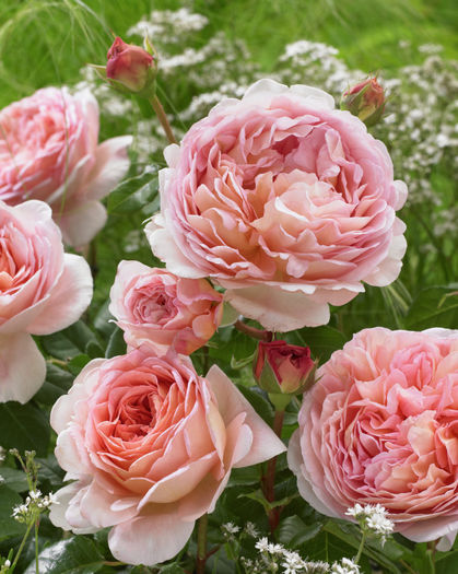 Rosa-Abraham-Darby 90-150 - Colectie trandafiri