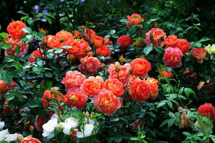 pat-austin-105-150 - Colectie trandafiri