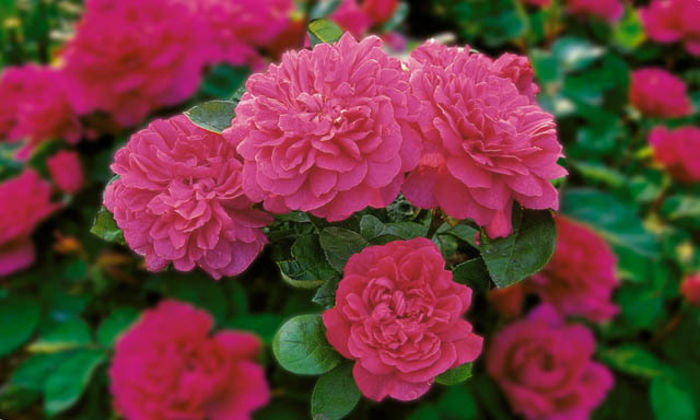 Rose_Sophys_Rose
