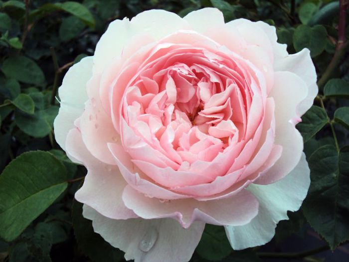 Rose-Gentle-Hermione 120