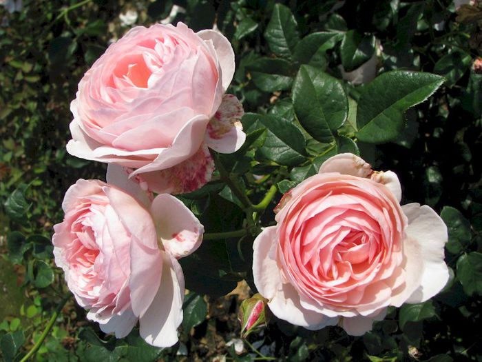 rose-heritage_rosa-heritage 120-135