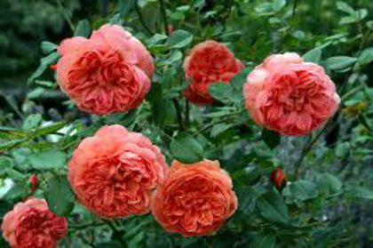 summer song 120