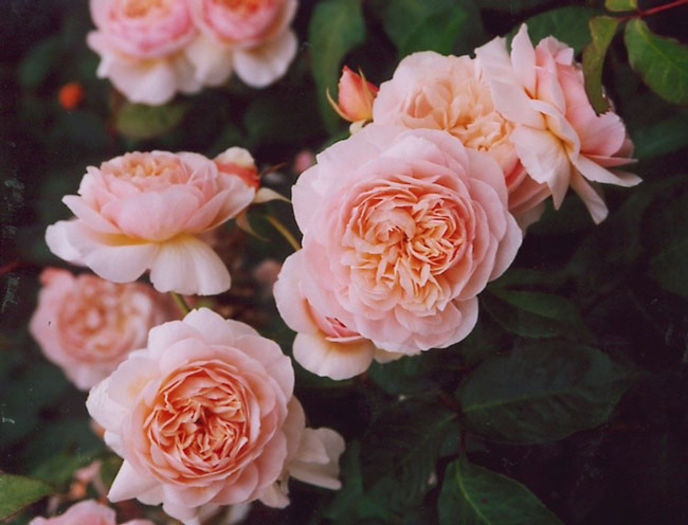 sweet juliett 105-150