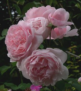 katryn morley 150 - Colectie trandafiri