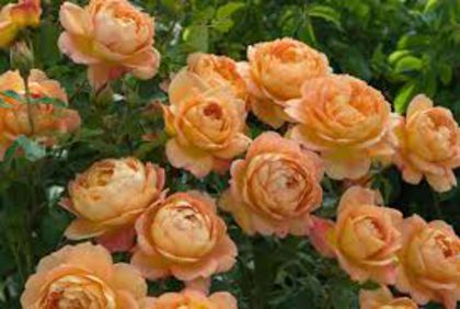 lady of shalott 110