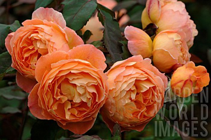 LADY_EMMA_HAMILTON 120