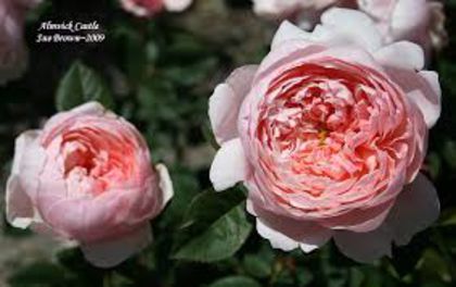 the alnwich rose 120