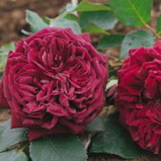 rosa the prince 75-120