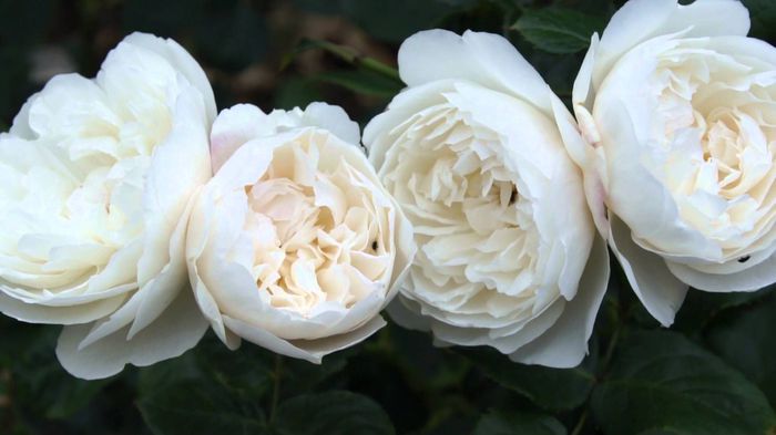 william and catherine 120