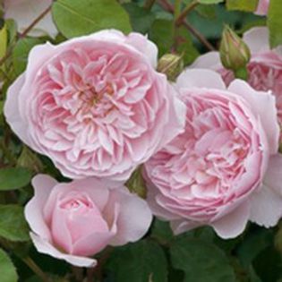 wisley 2008 -150
