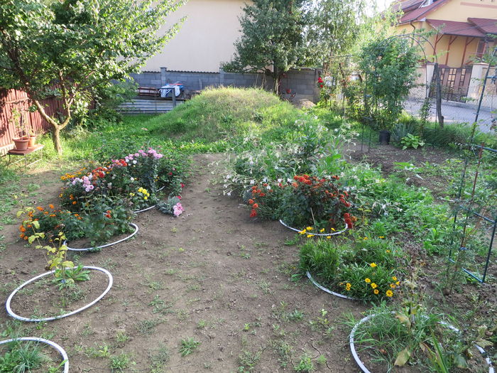 IMG_4795 - Crizanteme - vedetele toamnei