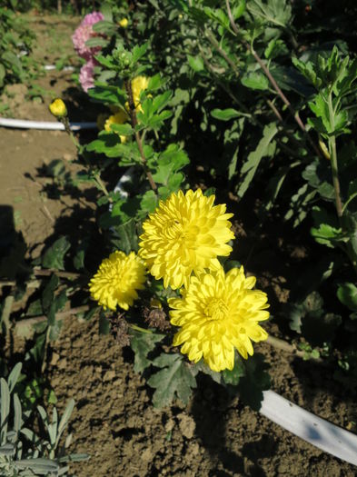 IMG_4887 - Crizanteme - vedetele toamnei